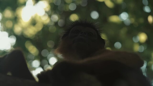 piliocolobus badius ce singe d'afrique de l'ouest grimpe une branche au dessus de la cam&eacute;ra grand angle 14mm pour observer le cameraman &agrave; son tour dans le grand parc zoologique de gambie