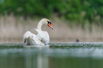 Fototapeta premium Cygnus olor aka The mute swan on the lake. Waterfowl bird in Czech republic.