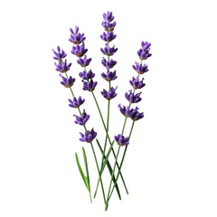 Naklejka premium Lavender flowers on black background delicate purple blooms nature beauty fragrant herb botanical illustration