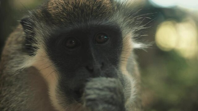 Ververt vert &agrave; beaux poils regarde en gros plan la cam&eacute;ra dans les yeux en macro en mangeant des cacahu&egrave;tes jet&eacute;s par des touristes europ&eacute;ens dans un parc zoologique de gambie (1)