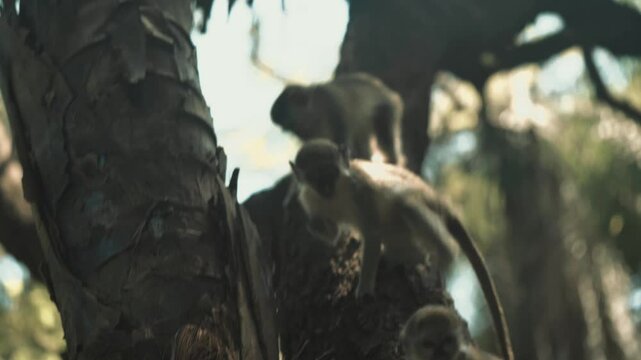 Singe africain perch&eacute; dans un arbre au soleil, film&eacute; dans un parc zoologique de S&eacute;n&eacute;-Gambie &mdash; moment paisible de nature sauvage en Afrique de l&rsquo;Ouest