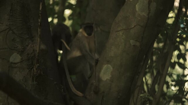 Deux ververt vert &agrave; beaux poils sont perch&eacute;s sur un arbre en mangeant des cacahu&egrave;tes jet&eacute;s par des touristes europ&eacute;ens dans un parc zoologique de gambie 