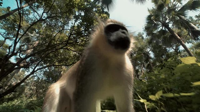 Ververt vert &agrave; beaux poils regarde en gros plan la cam&eacute;ra dans les yeux en mangeant des cacahu&egrave;tes jet&eacute;s par des touristes europ&eacute;ens dans un parc zoologique de gambie 