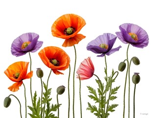 Fototapeta premium Vibrant Poppies in a Row