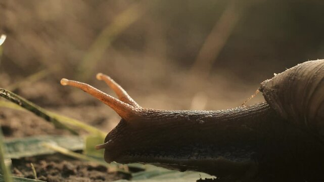 un escargot sort la t&ecirc;te de sa coquille  pour courir &agrave; toute vitesse vers une feuille &agrave; manger situer non-loin (3)