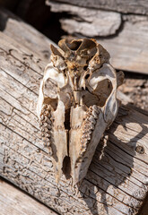 Pronghorn lower mandible jaw skeleton in Wyoming