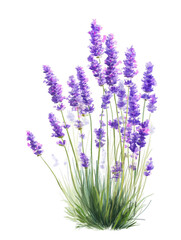 Naklejka premium Vibrant purple lavender flowers watercolor painting botanical illustration on transparent background