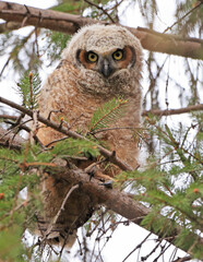 Great-horned Owl baby perched on a fir branch in the forest, Quebec, Canada