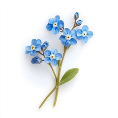 Obraz premium Vibrant Blue Forget-Me-Not Flowers: Delicate Botanic Blooms for Spring Decor and Design Inspiration