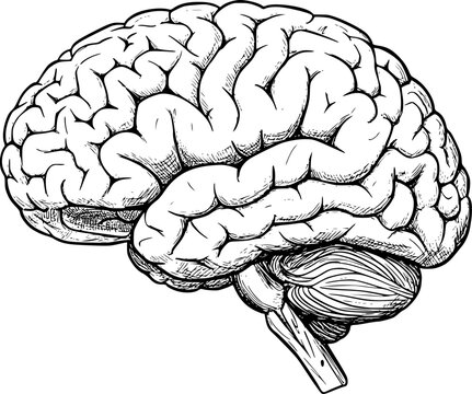 Human brain side view Isolated vector illustration. brain doodle
