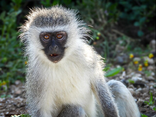 Vervet Monkey of South Africa