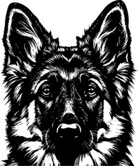 Fototapeta premium german shepherd dog face peeking over front paws vector illustration 