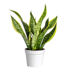 The snake plant in a woven plant pot isolated on a transparent background; PNG