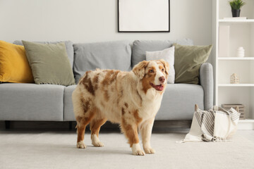 Cute Australian Shepherd dog on carpet in living room