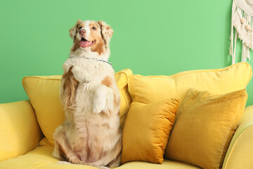 Obraz premium Cute Australian Shepherd dog on yellow sofa in living room