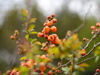 Flowering Japanese quince branches