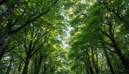 Lush Green Forest Canopy A Stunning View of Nature's Majesty