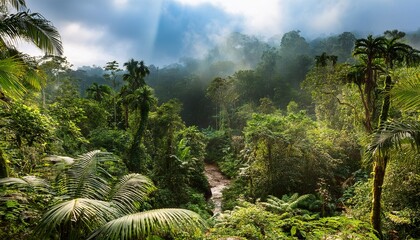 Fototapeta premium tropical rainforest scene