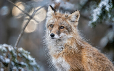 Beautiful Fox in the Winter Forest