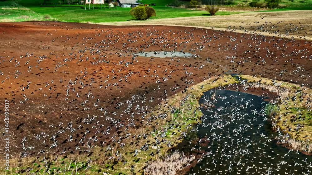 Poster a vast flock of birds soars above expansive brown fields, creating a dynamic natural scene.