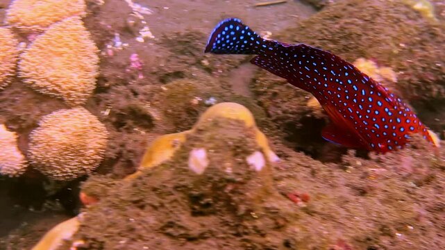 Red blue coral grouper exotic tropical fish swimming underwater up-close