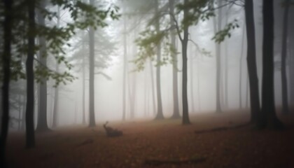Obraz premium foggy forest filled with lots of trees