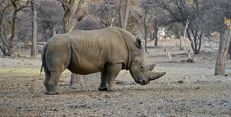 rhino in Namibia © John