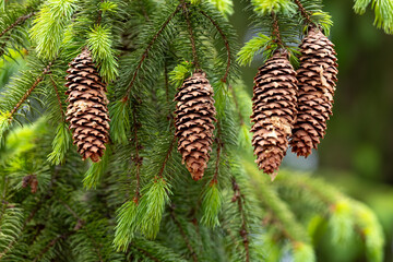 Spruce cones (Picea A. Dietr.) close up