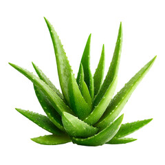 Fototapeta premium Dewy Aloe Vera Plant Vibrant Green Lush Nature