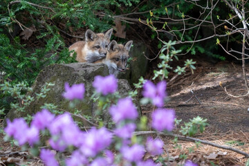 foxes in the flower garden