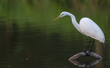 Great egret perched on a branch in a lake.