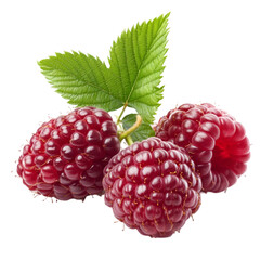 Fresh Raspberries with Green Leaf Delicious Summer Fruit
