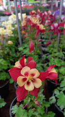 A close-up of a vibrant red and yellow columbine flower (Aquilegia) in full bloom, surrounded by similar potted flowers in a plant nursery. The background is softly blurred, highlighting the delicate 