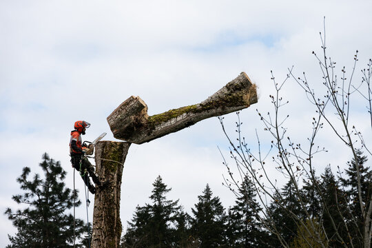 Professional arborist up in a cottonwood tree with chainsaw watching a section of tree trunk cut off falling to the ground, workman roped up with climbing spikes, hard hat, and ear protection for safe