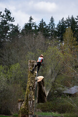 Just cut section of cottonwood tree truck falling to the ground after being cut with a chainsaw by...