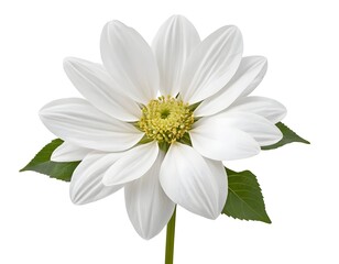 Fototapeta premium Single White Dahlia Flower with Green Leaves
