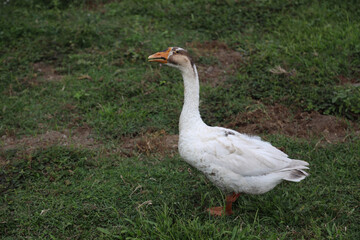 A Wild Philippine Goose wandering the lands