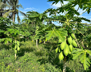 Papaya plants from a Papaya Farm