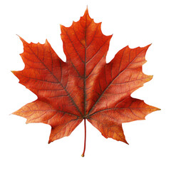 Isolated autumn maple leaf on black background fall foliage design art on transparent background