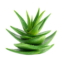 Fototapeta premium Lush Green Aloe Vera Plant Fresh and Vibrant Nature Beauty