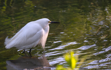 Snowy egret in breeding plumage standing in a shallow pond.