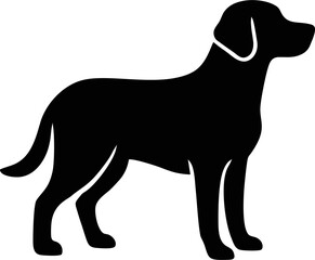 black labrador retriever