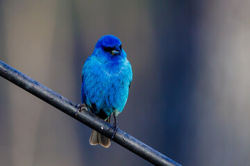 Indigo bunting (Passerina cyanea) perched on a pole, facing camera, during spring in Wisconsin.