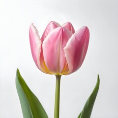 Naklejka premium Single Pink Tulip on White Background