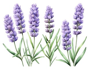 Obraz premium Watercolor Lavender Flowers, Set of Five
