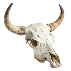 Ancient Skull Trophy: A striking bovine skull, bleached by time, rests in stark detail. Its prominent horns and detailed facial features highlight the enduring allure of natural history.