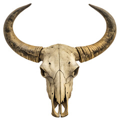 Obraz premium Ancient Horns: A detailed, studio-shot image of a weathered animal skull, featuring prominent, aged horns. This evocative piece speaks of the passage of time, the strength of nature.