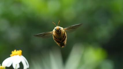 bee on fly