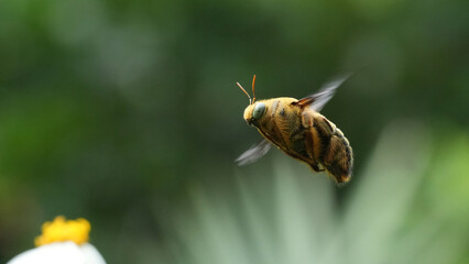 bee on a flower