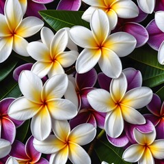 Plumeria Flowers, White and Purple, Tropical Blooms